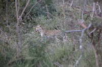 Canon EOS 5D Mark II, 2017:05:25 17:04:23 -- 1/160 sec, f/5.6.  No Flash, Compulsory.5616x3744 