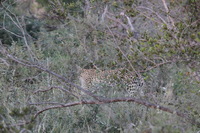 Canon EOS 5D Mark II, 2017:05:25 17:04:29 -- 1/250 sec, f/7.1.  No Flash, Compulsory.5616x3744 