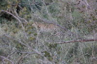 Canon EOS 5D Mark II, 2017:05:25 17:04:30 -- 1/250 sec, f/7.1.  No Flash, Compulsory.5616x3744 