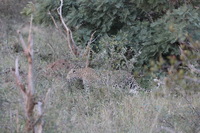 Canon EOS 5D Mark II, 2017:05:25 17:04:34 -- 1/200 sec, f/7.1.  No Flash, Compulsory.5616x3744 