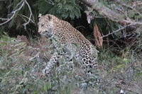 Canon EOS 5D Mark II, 2017:05:25 17:05:14 -- 1/60 sec, f/11.0.  No Flash, Compulsory.5616x3744 