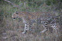 Canon EOS 5D Mark II, 2017:05:25 17:05:26 -- 1/250 sec, f/5.6.  No Flash, Compulsory.5616x3744 