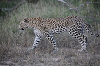 Canon EOS 5D Mark II, 2017:05:25 17:05:27 -- 1/200 sec, f/5.6.  No Flash, Compulsory.5616x3744 