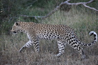 Canon EOS 5D Mark II, 2017:05:25 17:05:28 -- 1/200 sec, f/5.6.  No Flash, Compulsory.5616x3744 