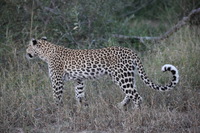 Canon EOS 5D Mark II, 2017:05:25 17:05:29 -- 1/250 sec, f/5.6.  No Flash, Compulsory.5616x3744 