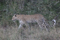 Canon EOS 5D Mark II, 2017:05:25 17:05:31 -- 1/200 sec, f/8.0.  No Flash, Compulsory.5616x3744 