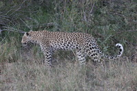 Canon EOS 5D Mark II, 2017:05:25 17:05:32 -- 1/160 sec, f/8.0.  No Flash, Compulsory.5616x3744 