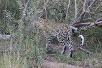 Canon EOS 5D Mark II, 2017:05:25 17:05:35 -- 1/60 sec, f/11.0.  No Flash, Compulsory.5616x3744 