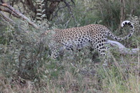 Canon EOS 5D Mark II, 2017:05:25 17:05:38 -- 1/60 sec, f/11.0.  No Flash, Compulsory.5616x3744 