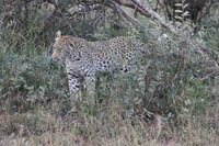 Canon EOS 5D Mark II, 2017:05:25 17:05:42 -- 1/60 sec, f/11.0.  No Flash, Compulsory.5616x3744 