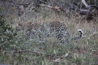 Canon EOS 5D Mark II, 2017:05:25 17:06:04 -- 1/160 sec, f/8.0.  No Flash, Compulsory.5616x3744 