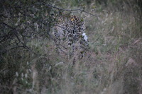 Canon EOS 5D Mark II, 2017:05:25 17:06:23 -- 1/400 sec, f/5.6.  No Flash, Compulsory.5616x3744 