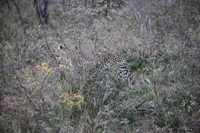 Canon EOS 5D Mark II, 2017:05:25 17:08:55 -- 1/200 sec, f/5.6.  No Flash, Compulsory.5616x3744 