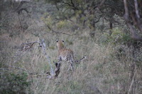 Canon EOS 5D Mark II, 2017:05:25 17:08:59 -- 1/200 sec, f/5.6.  No Flash, Compulsory.5616x3744 