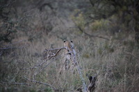 Canon EOS 5D Mark II, 2017:05:25 17:09:00 -- 1/320 sec, f/5.6.  No Flash, Compulsory.5616x3744 