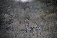 Canon EOS 5D Mark II, 2017:05:25 17:09:01 -- 1/320 sec, f/5.6.  No Flash, Compulsory.5616x3744 