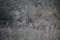 Canon EOS 5D Mark II, 2017:05:25 17:09:03 -- 1/250 sec, f/5.6.  No Flash, Compulsory.5616x3744 