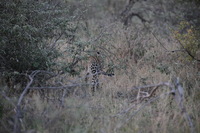 Canon EOS 5D Mark II, 2017:05:25 17:09:03 -- 1/250 sec, f/5.6.  No Flash, Compulsory.5616x3744 