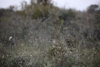 Canon EOS 5D Mark II, 2017:05:25 17:09:38 -- 1/250 sec, f/5.6.  No Flash, Compulsory.5616x3744 