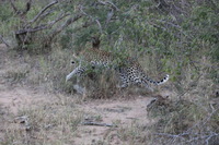 Canon EOS 5D Mark II, 2017:05:25 17:12:04 -- 1/100 sec, f/5.6.  No Flash, Compulsory.5616x3744 