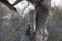 Canon EOS 5D Mark II, 2017:05:25 17:12:51 -- 1/80 sec, f/8.0.  No Flash, Compulsory.5616x3744 