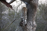 Canon EOS 5D Mark II, 2017:05:25 17:13:00 -- 1/160 sec, f/5.6.  No Flash, Compulsory.5616x3744 