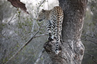 Canon EOS 5D Mark II, 2017:05:25 17:13:53 -- 1/160 sec, f/5.6.  No Flash, Compulsory.5616x3744 