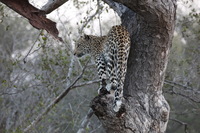 Canon EOS 5D Mark II, 2017:05:25 17:13:55 -- 1/80 sec, f/8.0.  No Flash, Compulsory.5616x3744 