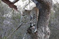 Canon EOS 5D Mark II, 2017:05:25 17:13:57 -- 1/40 sec, f/11.0.  No Flash, Compulsory.5616x3744 