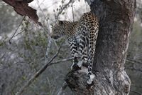 Canon EOS 5D Mark II, 2017:05:25 17:13:59 -- 1/80 sec, f/9.0.  No Flash, Compulsory.5616x3744 