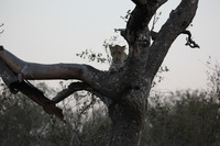 Canon EOS 5D Mark II, 2017:05:25 17:17:33 -- 1/200 sec, f/5.6.  No Flash, Compulsory.5616x3744 