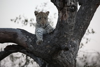 Canon EOS 5D Mark II, 2017:05:25 17:17:34 -- 1/200 sec, f/5.6.  No Flash, Compulsory.5616x3744 