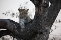 Canon EOS 5D Mark II, 2017:05:25 17:17:35 -- 1/200 sec, f/5.6.  No Flash, Compulsory.5616x3744 