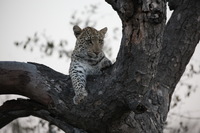 Canon EOS 5D Mark II, 2017:05:25 17:17:36 -- 1/200 sec, f/5.6.  No Flash, Compulsory.5616x3744 