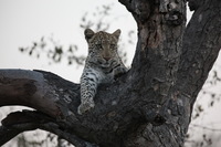 Canon EOS 5D Mark II, 2017:05:25 17:17:38 -- 1/160 sec, f/6.3.  No Flash, Compulsory.5616x3744 