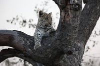 Canon EOS 5D Mark II, 2017:05:25 17:17:39 -- 1/125 sec, f/7.1.  No Flash, Compulsory.5616x3744 