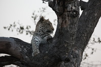 Canon EOS 5D Mark II, 2017:05:25 17:17:41 -- 1/125 sec, f/8.0.  No Flash, Compulsory.5616x3744 