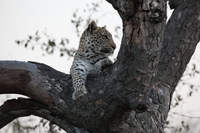 Canon EOS 5D Mark II, 2017:05:25 17:17:42 -- 1/100 sec, f/8.0.  No Flash, Compulsory.5616x3744 