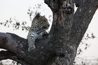 Canon EOS 5D Mark II, 2017:05:25 17:17:43 -- 1/50 sec, f/11.0.  No Flash, Compulsory.5616x3744 