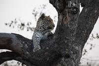 Canon EOS 5D Mark II, 2017:05:25 17:17:45 -- 1/125 sec, f/7.1.  No Flash, Compulsory.5616x3744 