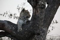 Canon EOS 5D Mark II, 2017:05:25 17:17:50 -- 1/160 sec, f/6.3.  No Flash, Compulsory.5616x3744 