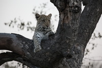 Canon EOS 5D Mark II, 2017:05:25 17:17:51 -- 1/160 sec, f/6.3.  No Flash, Compulsory.5616x3744 