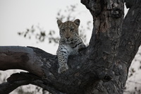 Canon EOS 5D Mark II, 2017:05:25 17:17:53 -- 1/200 sec, f/6.3.  No Flash, Compulsory.5616x3744 