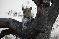 Canon EOS 5D Mark II, 2017:05:25 17:17:54 -- 1/160 sec, f/6.3.  No Flash, Compulsory.5616x3744 