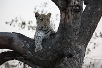 Canon EOS 5D Mark II, 2017:05:25 17:17:57 -- 1/125 sec, f/7.1.  No Flash, Compulsory.5616x3744 