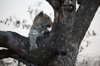 Canon EOS 5D Mark II, 2017:05:25 17:18:02 -- 1/160 sec, f/5.6.  No Flash, Compulsory.5616x3744 