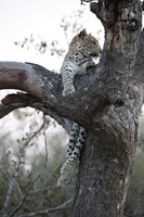 Canon EOS 5D Mark II, 2017:05:25 17:18:09 -- 1/100 sec, f/5.6.  No Flash, Compulsory.5616x3744 