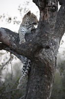 Canon EOS 5D Mark II, 2017:05:25 17:18:11 -- 1/125 sec, f/5.6.  No Flash, Compulsory.5616x3744 