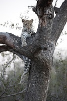 Canon EOS 5D Mark II, 2017:05:25 17:18:58 -- 1/100 sec, f/5.6.  No Flash, Compulsory.5616x3744 