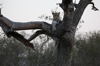 Canon EOS 5D Mark II, 2017:05:25 17:19:01 -- 1/160 sec, f/5.6.  No Flash, Compulsory.5616x3744 